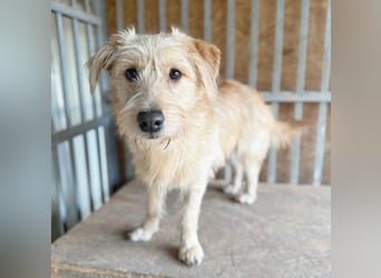 (R) süße Struppi-Hündin PALMA - 10 Monate, 36cm