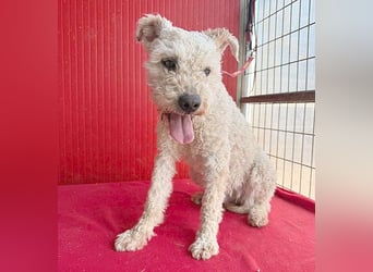 süßer Wuschel-Mix FLUFFY - 2 Jahre, 40cm/11kg