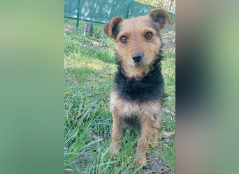 zarte kleine Hundeseele AUDREY - 1,5 Jahre, 35cm/7kg