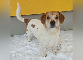 ❤️❤️❤️ knuffiger allerliebster MUFFIN - 4 Jahre, 37cm - Mischling