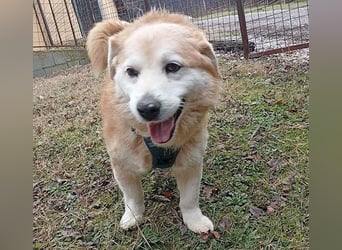 ZUCO - Engel auf 4 Pfoten - 13 Jahre, 40cm - Mischling