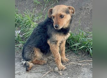 zarte kleine Hundeseele AUDREY - 1,5 Jahre, 35cm/7kg