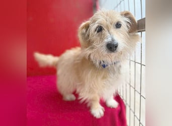 liebe kleine Struppi-Maus MOMO - 9 Jahre, 30cm/9kg