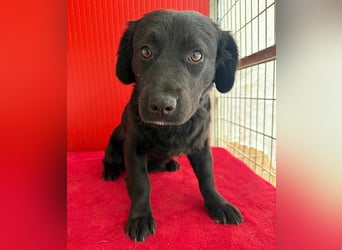 liebenswerte kleine SZISZI - 1,5 Jahre, 35cm/11kg - Mischling