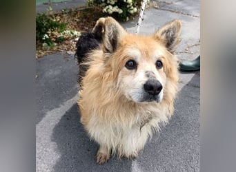 armer Hunde-Opi in der Tötung - 15 Jahre, 32/34cm - kleiner Mischling