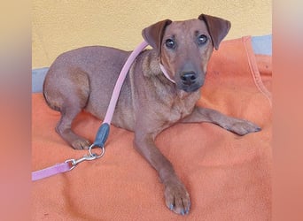 ❤️❤️❤️ ein warmes Nest für MIMI gesucht - 1,5 Jahre, 37cm/8kg - Pinscher-Mix