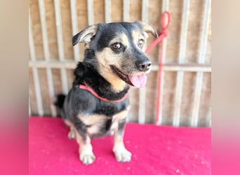 ❤️❤️❤️ kleine Hundeseele RAFFY - 8 Jahre, 36cm/12kg - Mischling