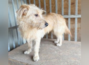 (R) süße Struppi-Hündin PALMA - 10 Monate, 36cm