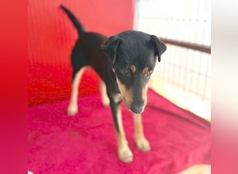 ❤️❤️❤️ lebenslustige MANKA - 1,5 Jahre, 40cm/10kg - Mischling