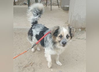 *(R)* ❤️❤️❤️ netter Wuschel-Mix FLUFFY - 2 Jahre, 40cm/11kg