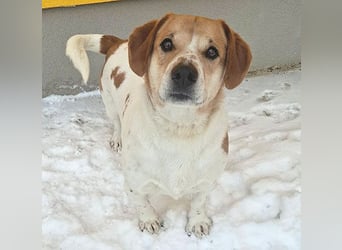 ❤️❤️❤️ knuffiger allerliebster MUFFIN - 4 Jahre, 37cm - Mischling