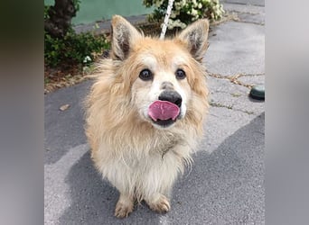 armer Hunde-Opi in der Tötung - 15 Jahre, 32/34cm - kleiner Mischling