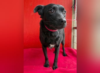 süße kleine RAVY - 7,5 Jahre, 39cm - Mischling