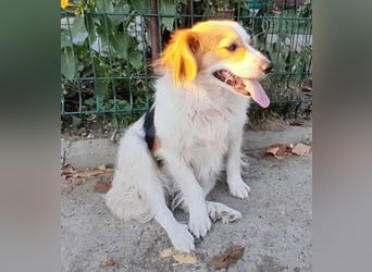 zarte Hundeseele LOTTA - 4 Jahre, 40cm/15kg - Mischling