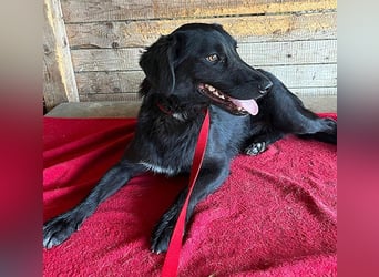 ❤️ liebenswerter LALI - 1,5 Jahre, 38/40cm-12kg  -Mischling