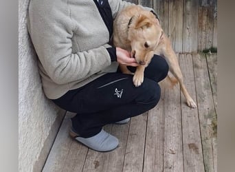 ❤️❤️❤️ liebenswerter FRENKI ging durch die Hölle - 3 Jahre, 42cm - Mischling