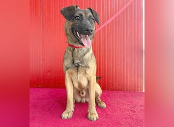 süßer Lausbub FILOU - 10 Monate, 40cm/10kg - Mischling