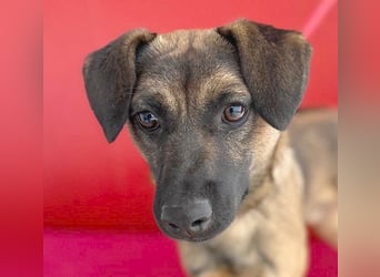 süßer Lausbub FILOU - 10 Monate, 40cm/10kg - Mischling