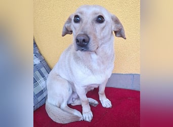 ❤️❤️❤️ (R)* liebenswerter kleiner Schatz HEDI - 2 Jahre/35cm