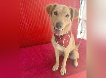 ❤️❤️❤️ liebenswerter FRENKI ging durch die Hölle - 3 Jahre, 42cm - Mischling