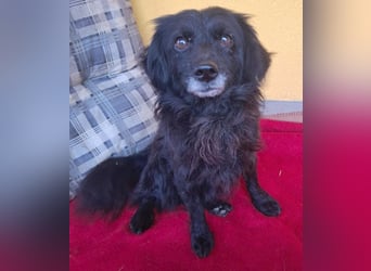 ❤️❤️❤️ Herzblatt RETHY - 10 Jahre, 32cm/8kg - kl. Mischling