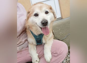 ZUCO - Engel auf 4 Pfoten - 13 Jahre, 40cm - Mischling