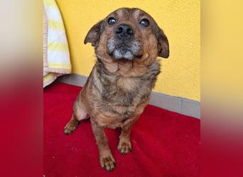 ❤️❤️❤️ arme Hundeseele BOBBY - 5 ,5 Jahre, 36cm/12kg - kl. Mischling