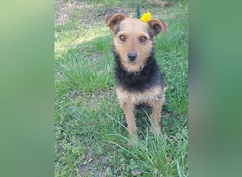 zarte kleine Hundeseele AUDREY - 1,5 Jahre, 35cm/7kg