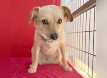 ❤️ zarte Hundeseele TILLY - 2 Jahre, 40cm/9kg - Mischling