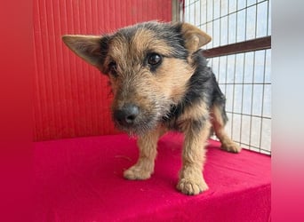 ❤️❤️❤️ kleine Knutschkugel FIFI - 2 Jahre, 35cm - Mischling