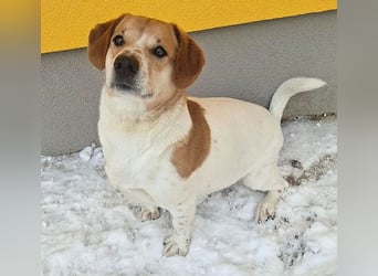 ❤️❤️❤️ knuffiger allerliebster MUFFIN - 4 Jahre, 37cm - Mischling