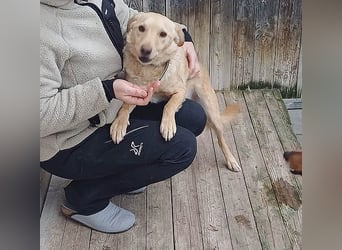 ❤️❤️❤️ liebenswerter FRENKI ging durch die Hölle - 3 Jahre, 42cm - Mischling