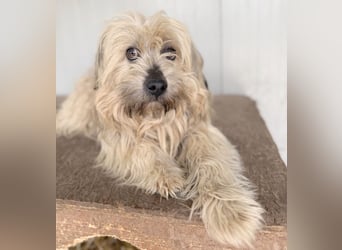 bildhübscher LION - 3 Jahre, 40cm - Wuschel-Mix