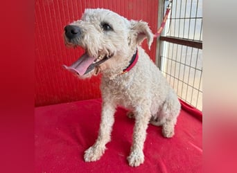 süßer Wuschel-Mix FLUFFY - 2 Jahre, 40cm/11kg