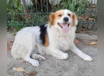 zarte Hundeseele LOTTA - 4 Jahre, 40cm/15kg - Mischling