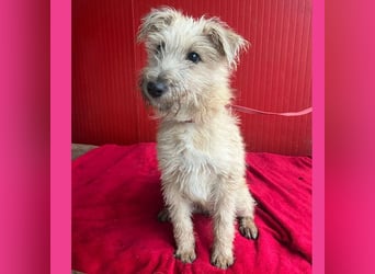 süße kleine MADDIE - 6 Monate, 35cm/6kg - Mischling