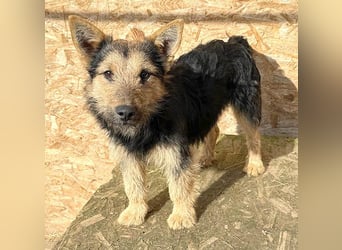 ❤️❤️❤️ liebe kleine Knutschkugel FIFI - 2 Jahre, 35cm-10kg - Mischling