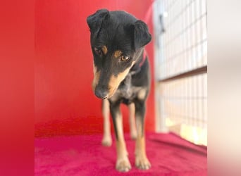 ❤️❤️❤️ lebenslustige MANKA - 1,5 Jahre, 40cm/10kg - Mischling