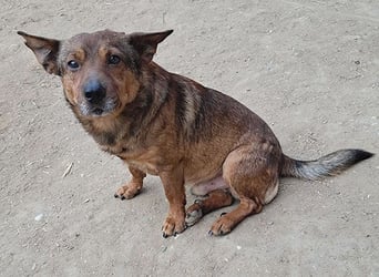 ❤️❤️❤️ arme Hundeseele BOBBY - 5 ,5 Jahre, 36cm/12kg - kl. Mischling