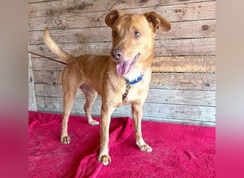 ❤️❤️❤️ pfiffiger kleiner DINGO - 1,5 Jahre, 40cm/10kg - Mischling