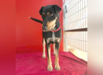 ❤️❤️❤️ lebenslustige MANKA - 1,5 Jahre, 40cm/10kg - Mischling