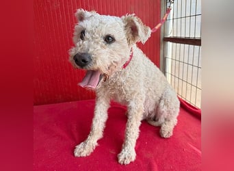 süßer Wuschel-Mix FLUFFY - 2 Jahre, 40cm/11kg