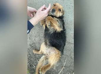 zarte kleine Hundeseele AUDREY - 1,5 Jahre, 35cm/7kg