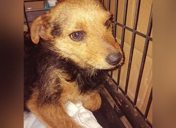 zarte kleine Hundeseele AUDREY - 1,5 Jahre, 35cm/7kg