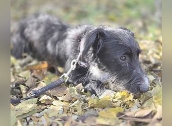 kleiner Struppi-Mix BOGYO - 9 Monate, 35cm