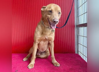 ❤️❤️❤️ pfiffiger kleiner DINGO - 1,5 Jahre, 40cm/10kg - Mischling