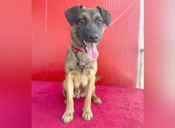 süßer Lausbub FILOU - 10 Monate, 40cm/10kg - Mischling