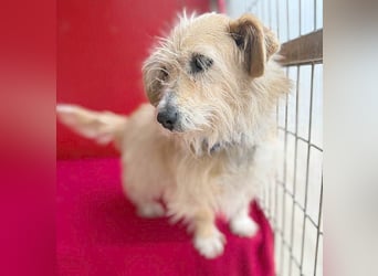 liebe kleine Struppi-Maus MOMO - 9 Jahre, 30cm/9kg