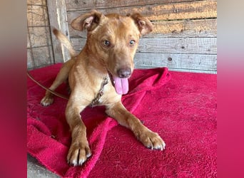 ❤️❤️❤️ pfiffiger kleiner DINGO - 1,5 Jahre, 40cm/10kg - Mischling