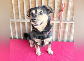 ❤️❤️❤️ kleine Hundeseele RAFFY - 8 Jahre, 36cm/12kg - Mischling